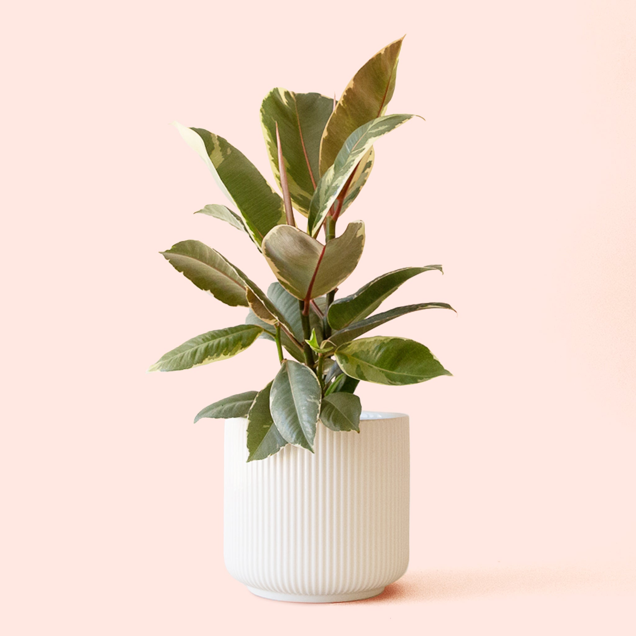 Ficus Elastica | Tineke