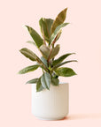 Ficus Elastica | Tineke