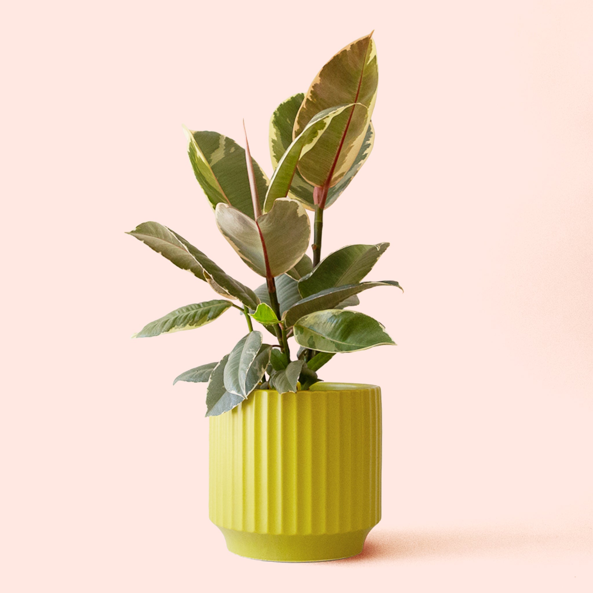 Ficus Elastica | Tineke