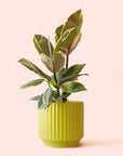 Ficus Elastica | Tineke