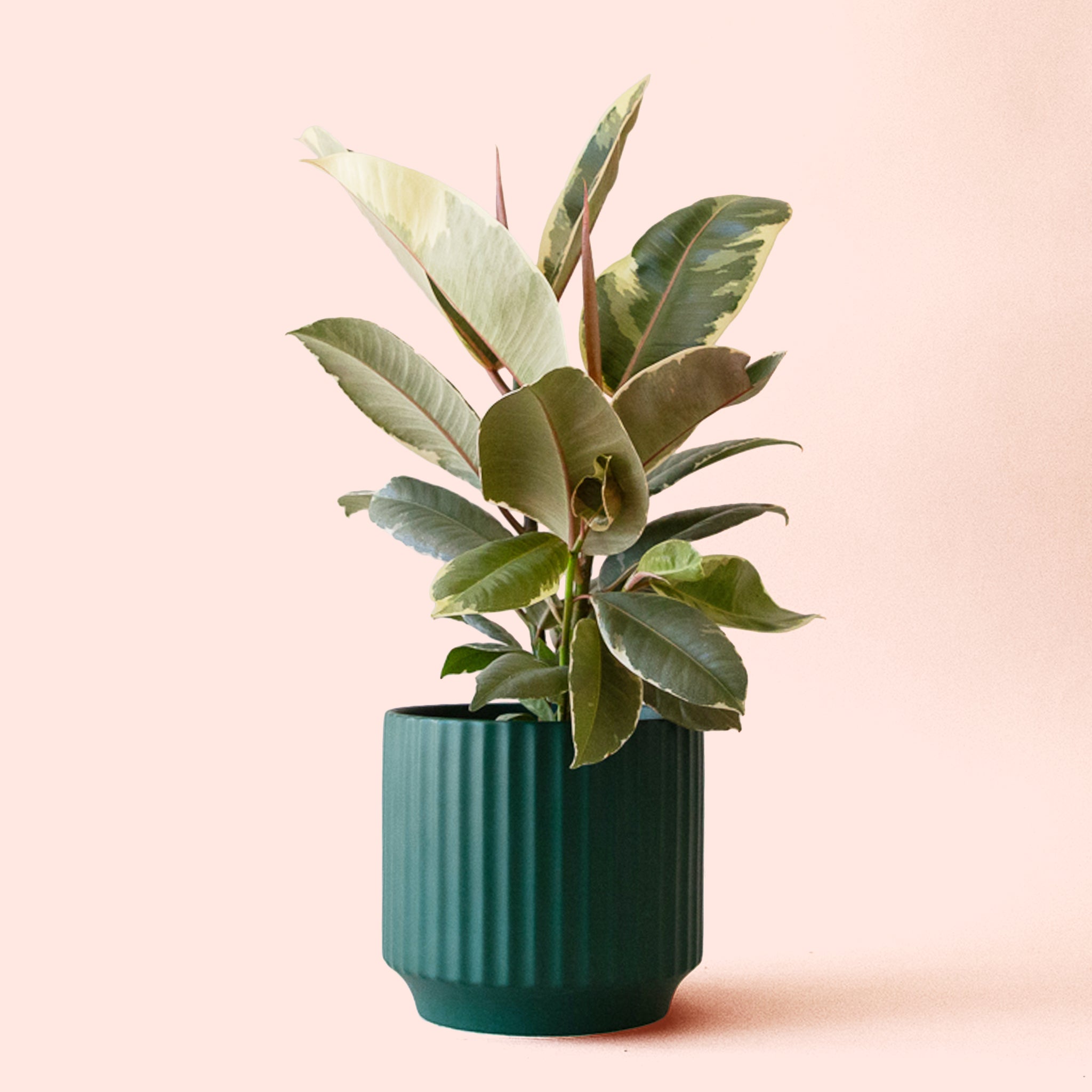 Ficus Elastica | Tineke