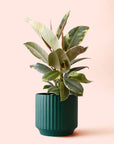 Ficus Elastica | Tineke