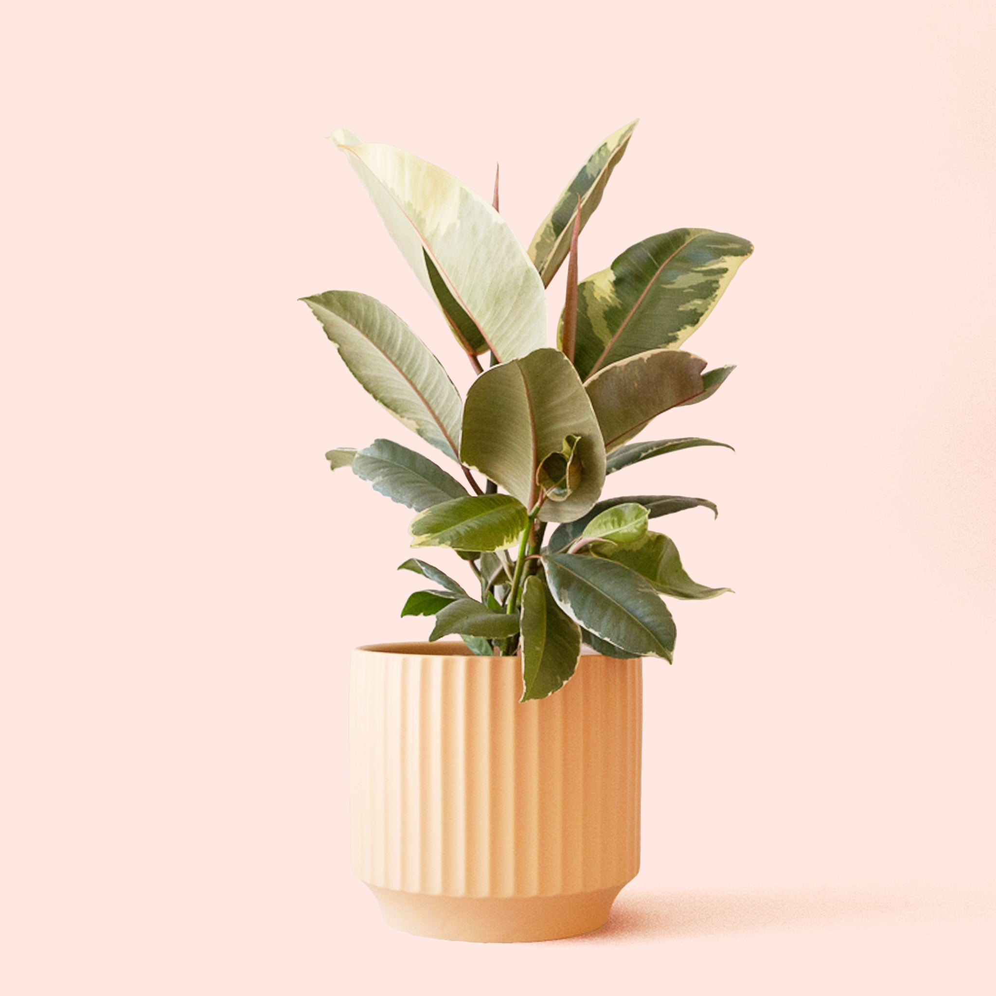 Ficus Elastica | Tineke