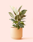 Ficus Elastica | Tineke