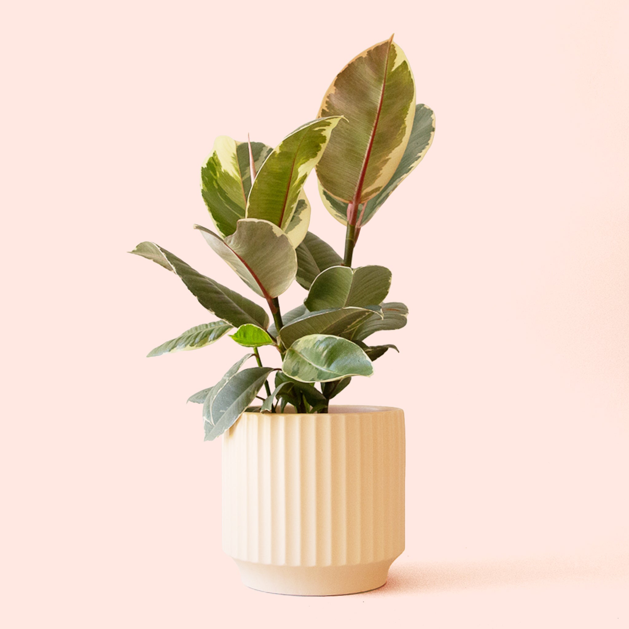 Ficus Elastica | Tineke