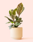 Ficus Elastica | Tineke