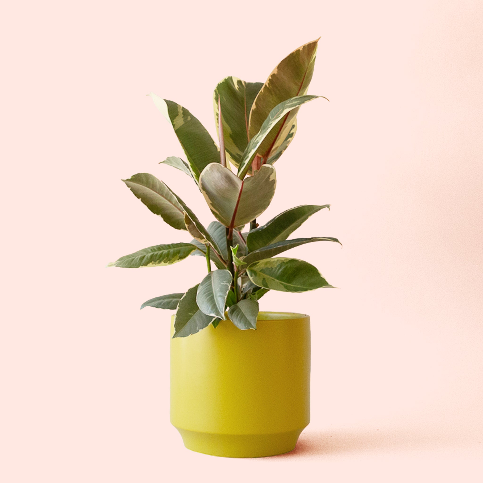 Ficus Elastica | Tineke