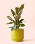 Ficus Elastica | Tineke