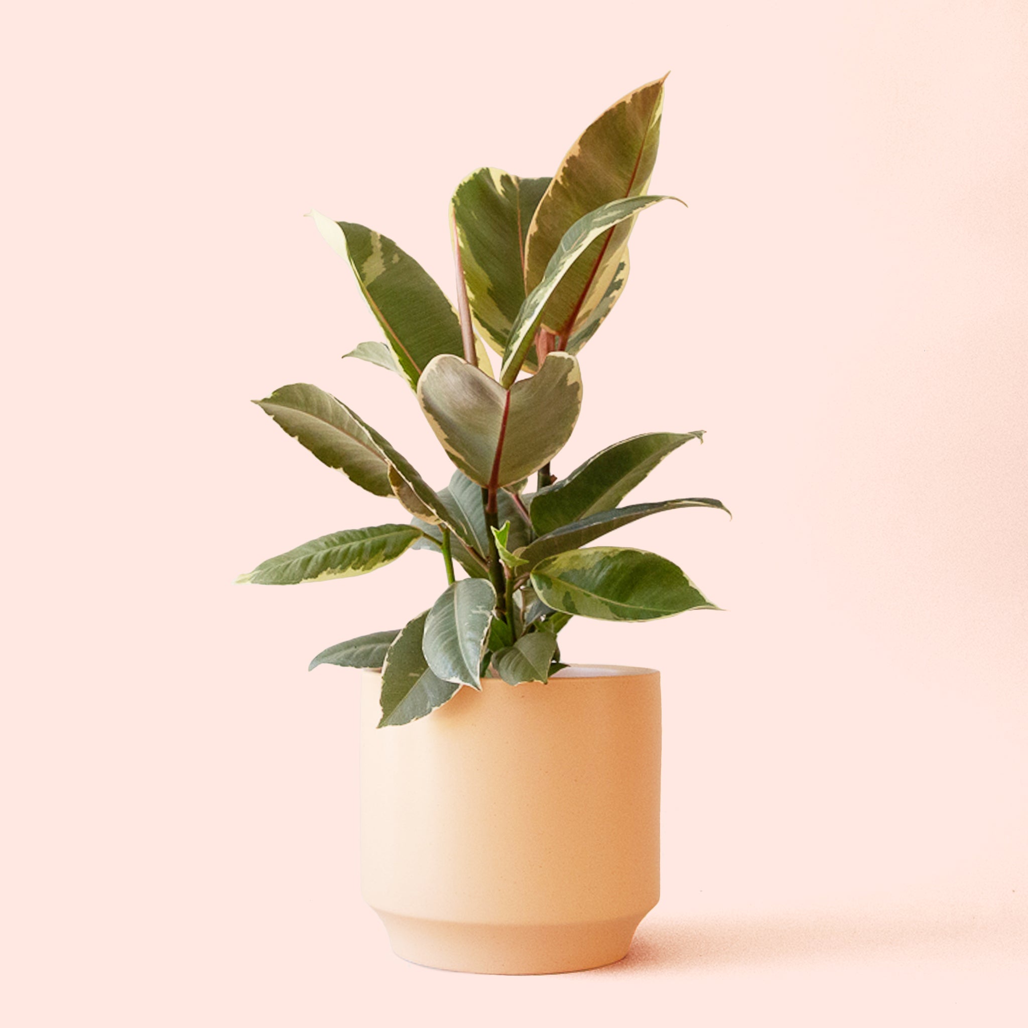 Ficus Elastica | Tineke