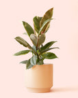 Ficus Elastica | Tineke