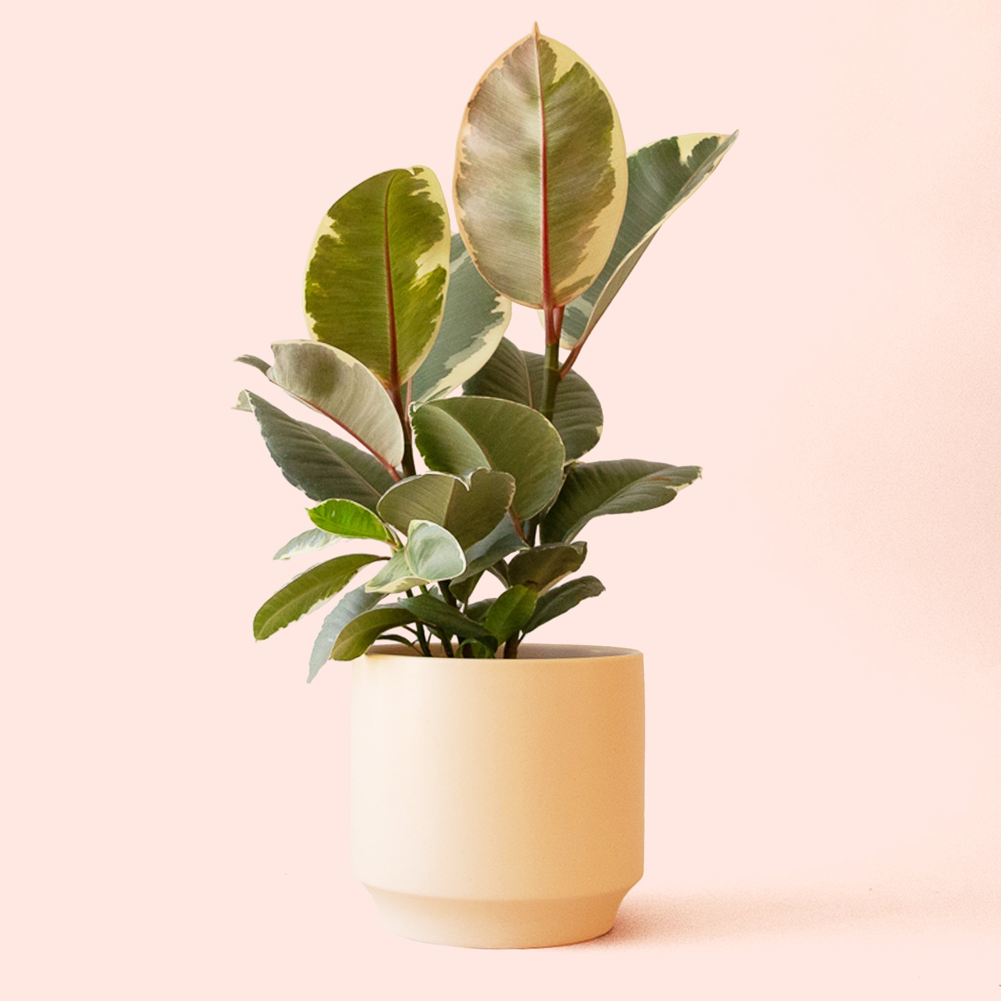 Ficus Elastica | Tineke