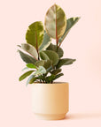 Ficus Elastica | Tineke