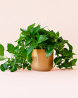 Pothos | Variegated