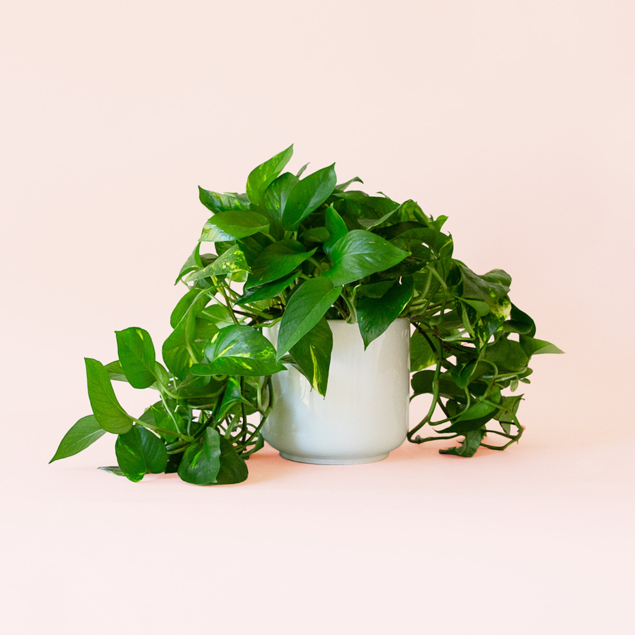 Pothos | Variegated