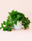 Pothos | Variegated