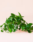 Pothos | Variegated