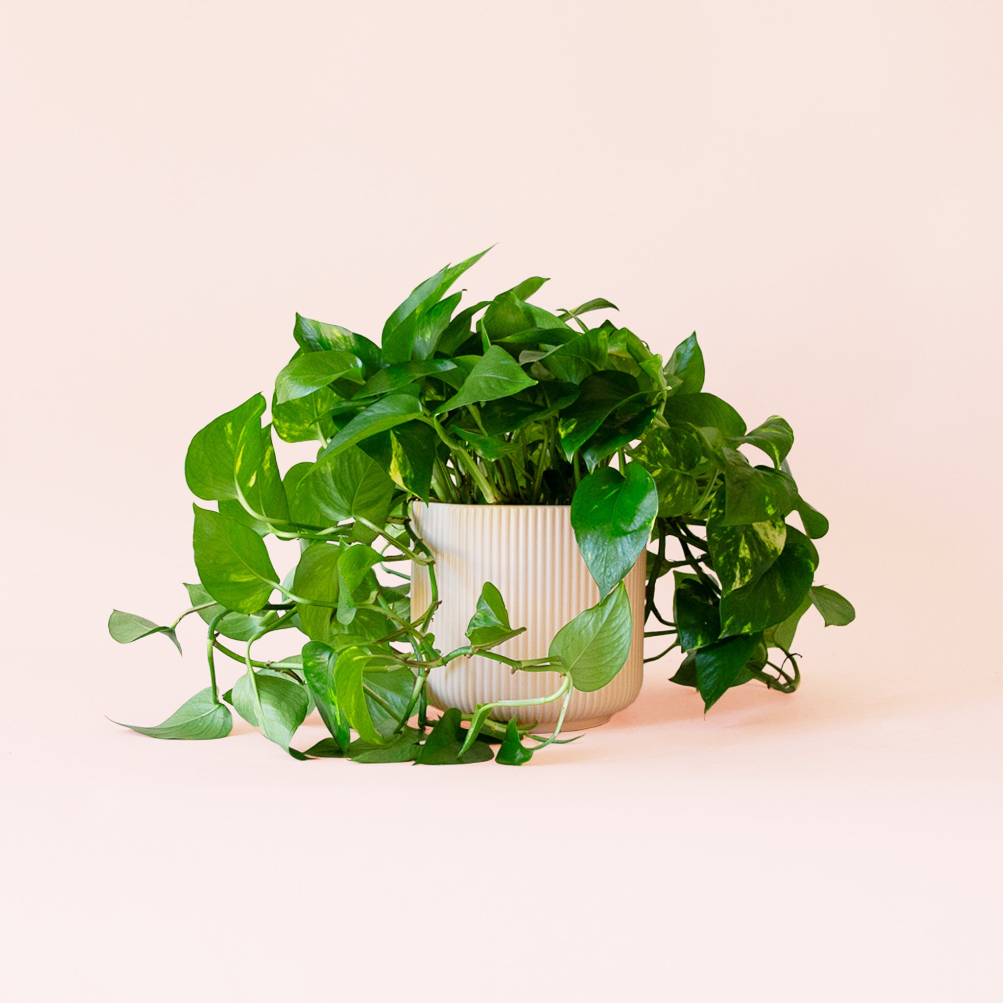 Pothos | Variegated