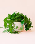 Pothos | Variegated