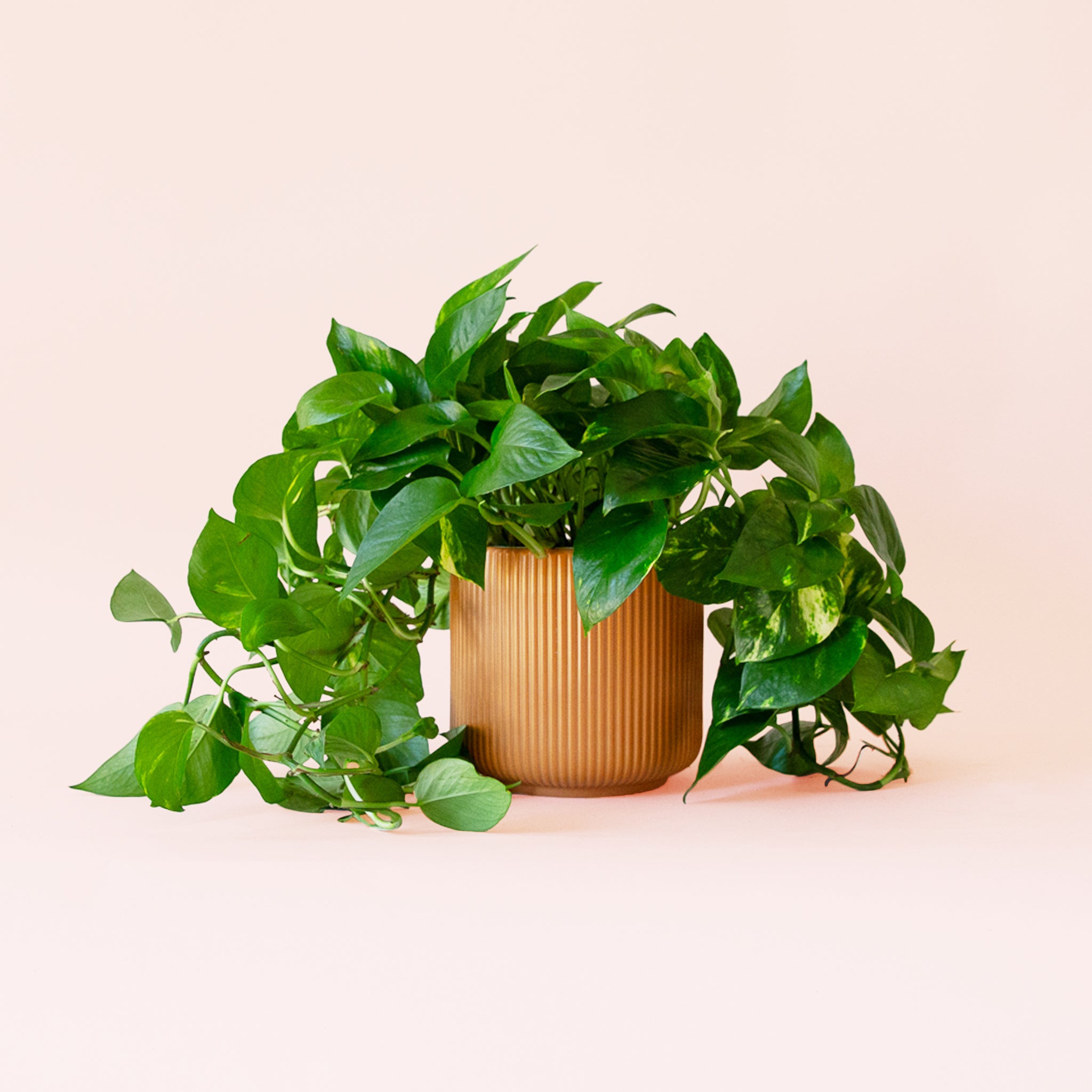 Pothos | Variegated