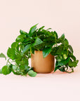 Pothos | Variegated