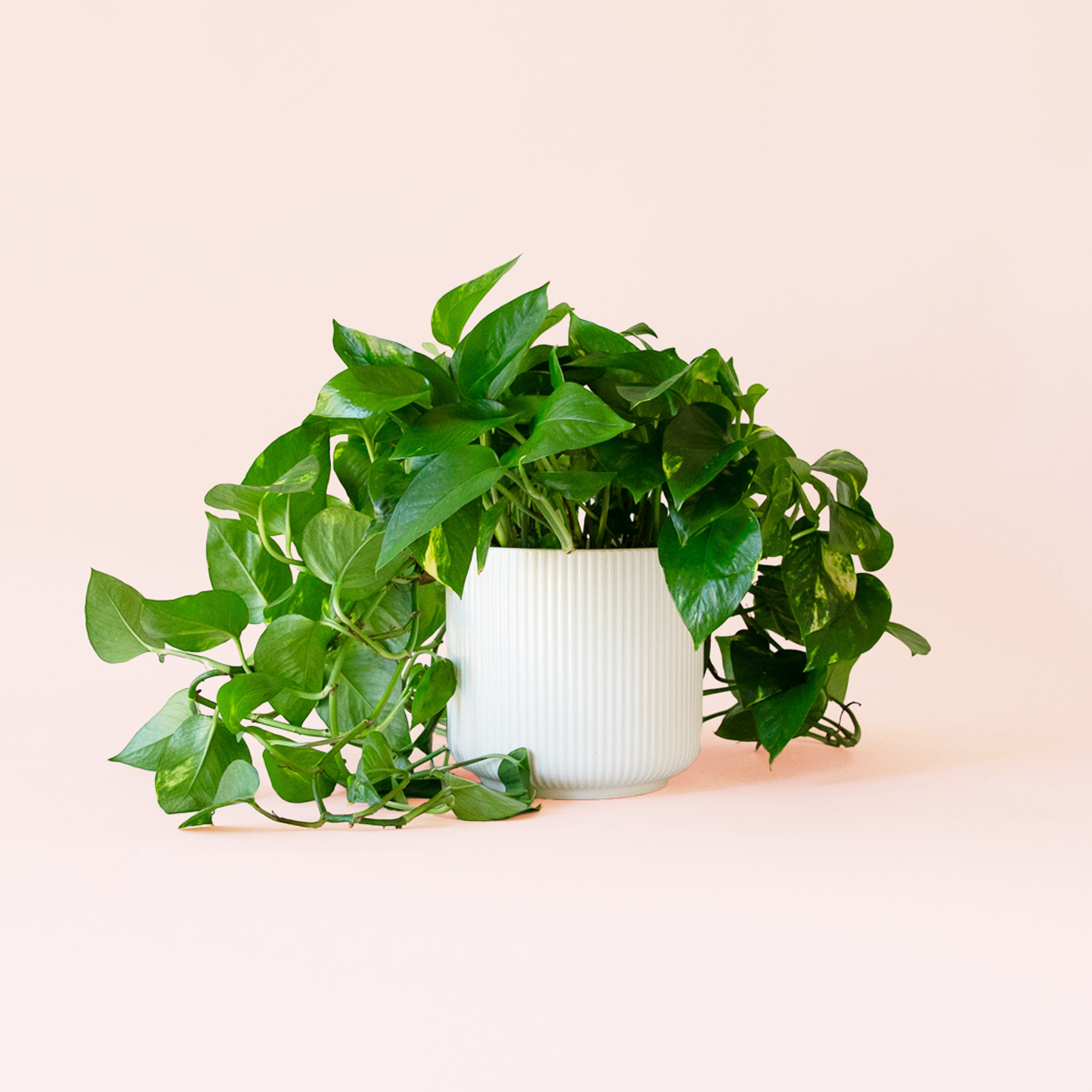 Pothos | Variegated