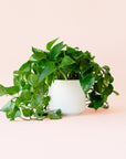 Pothos | Variegated