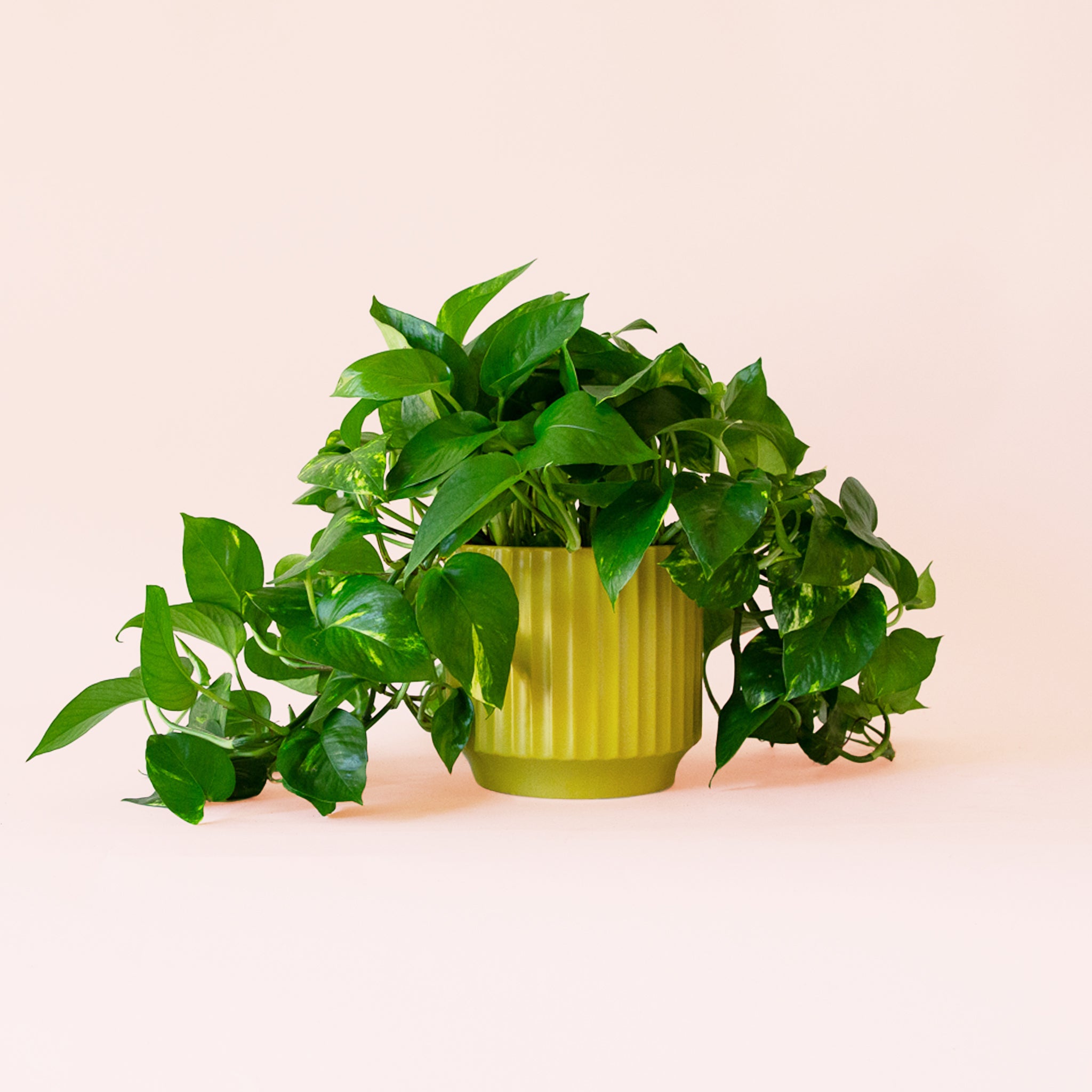 Pothos | Variegated