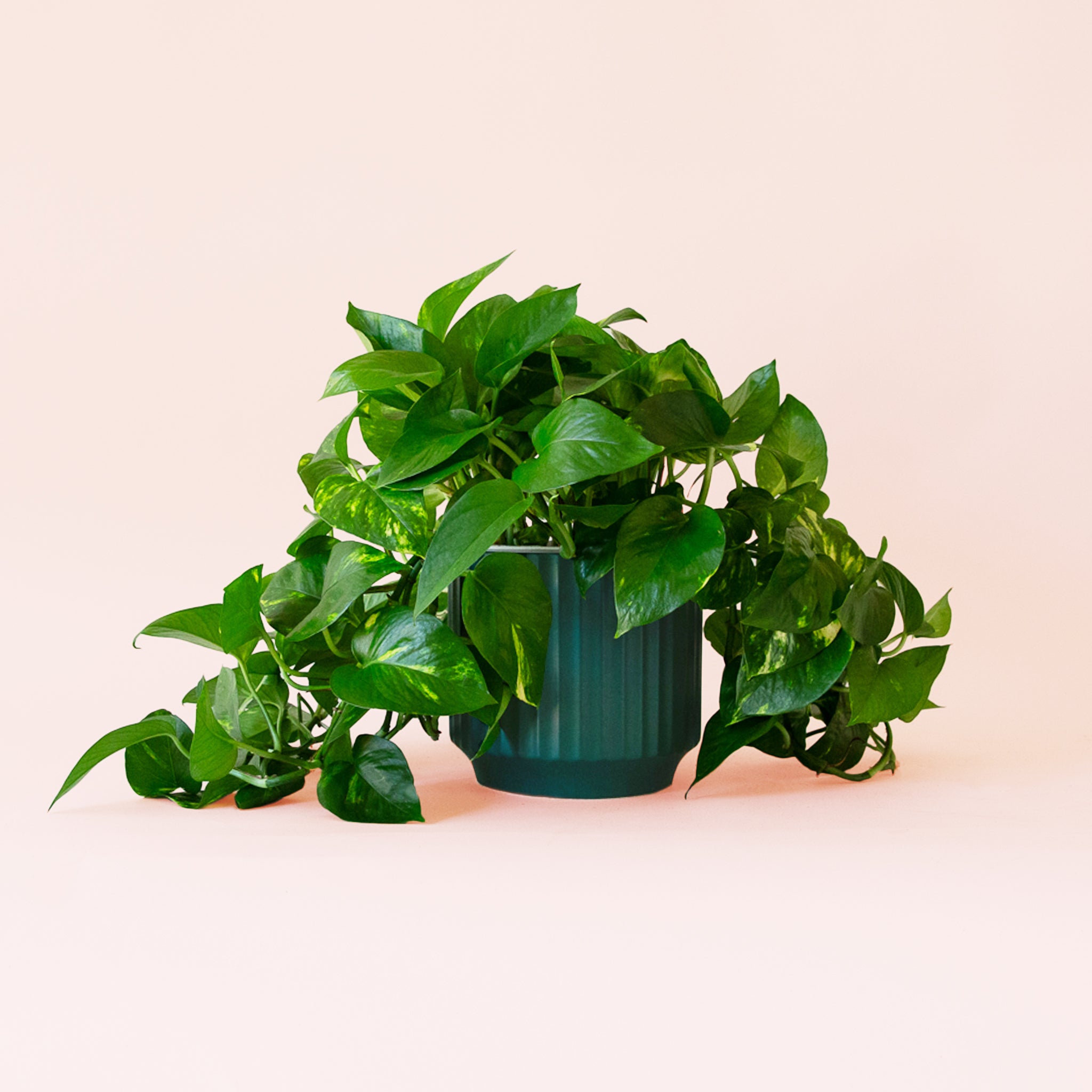 Pothos | Variegated