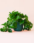 Pothos | Variegated