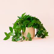 Pothos | Variegated