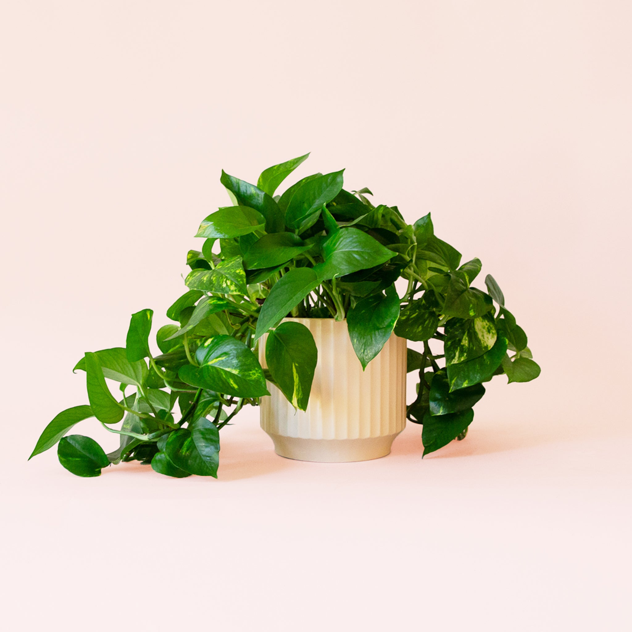 Pothos | Variegated