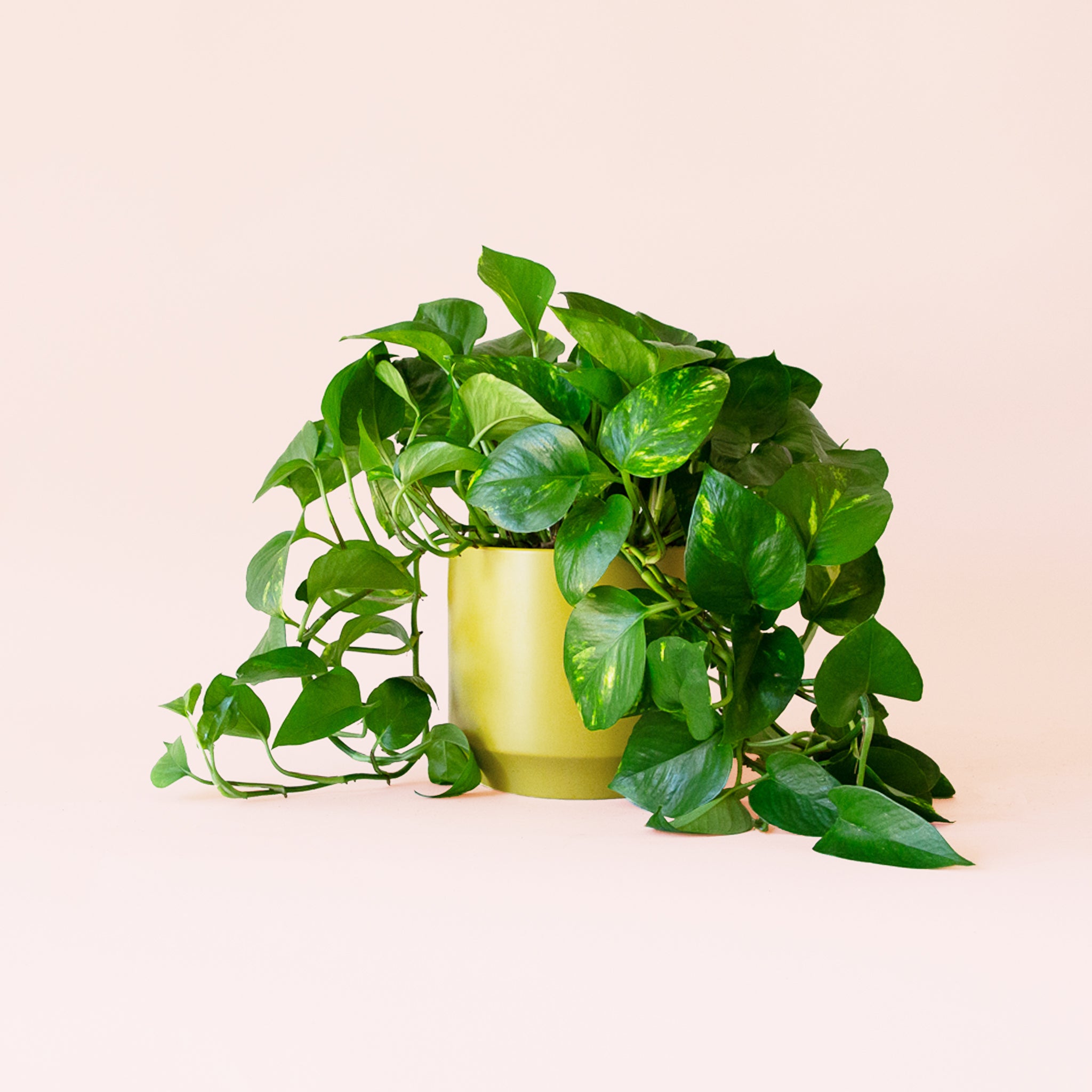 Pothos | Variegated