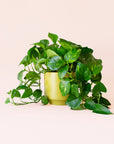 Pothos | Variegated