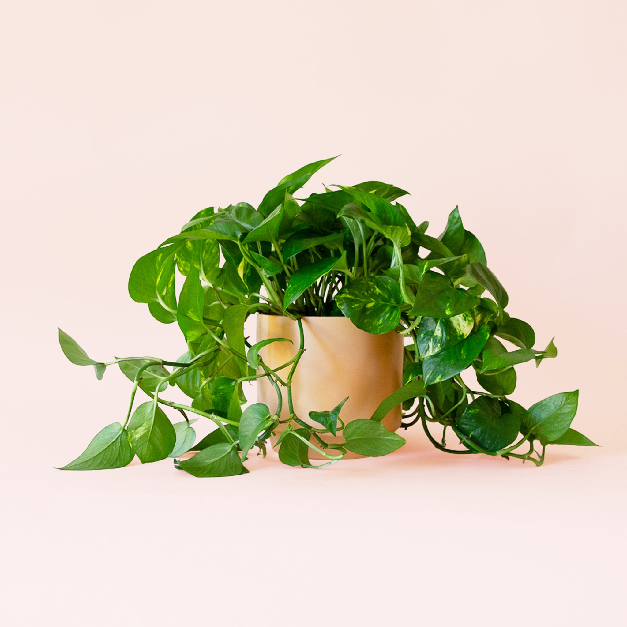 Pothos | Variegated