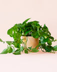 Pothos | Variegated