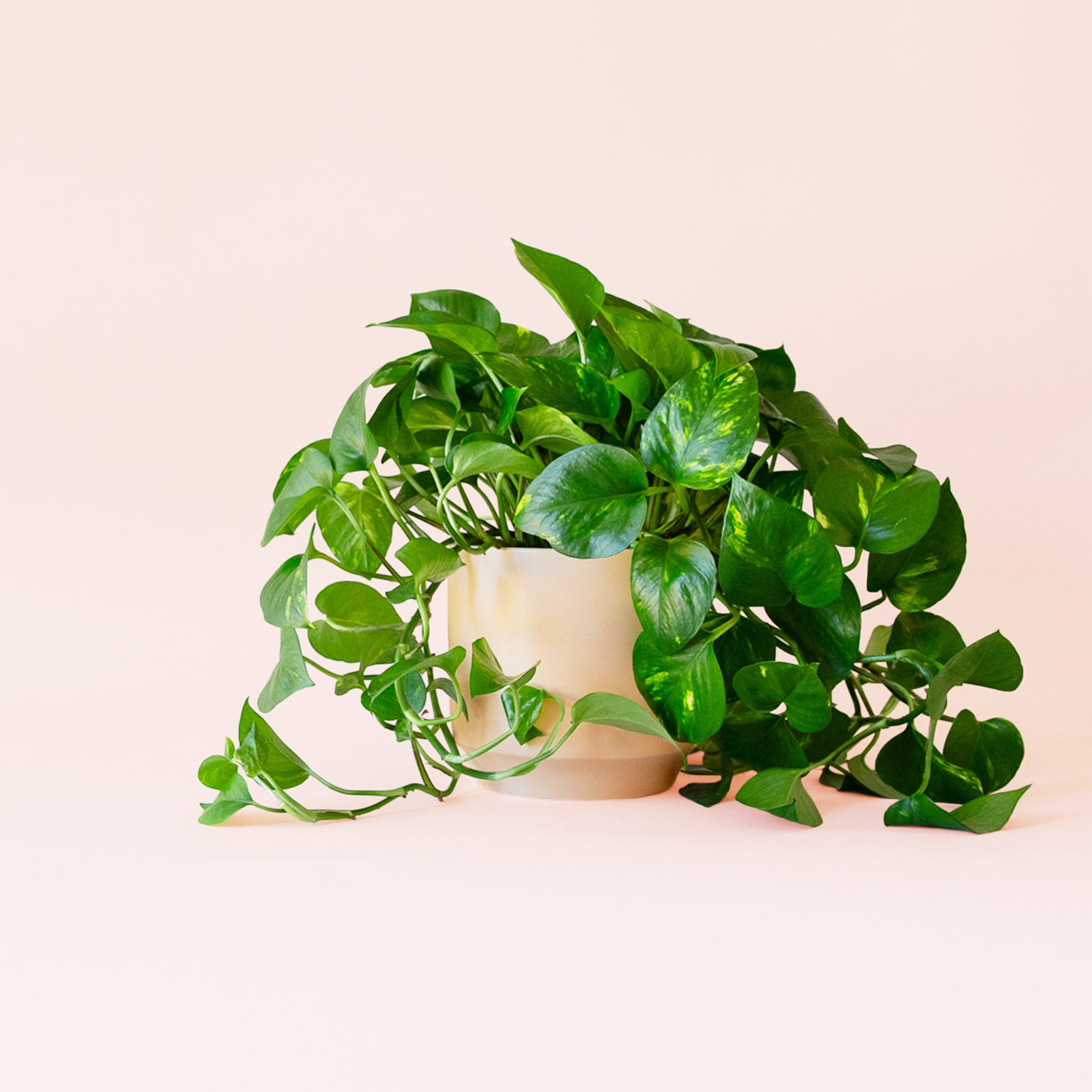 Pothos | Variegated