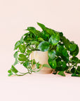 Pothos | Variegated