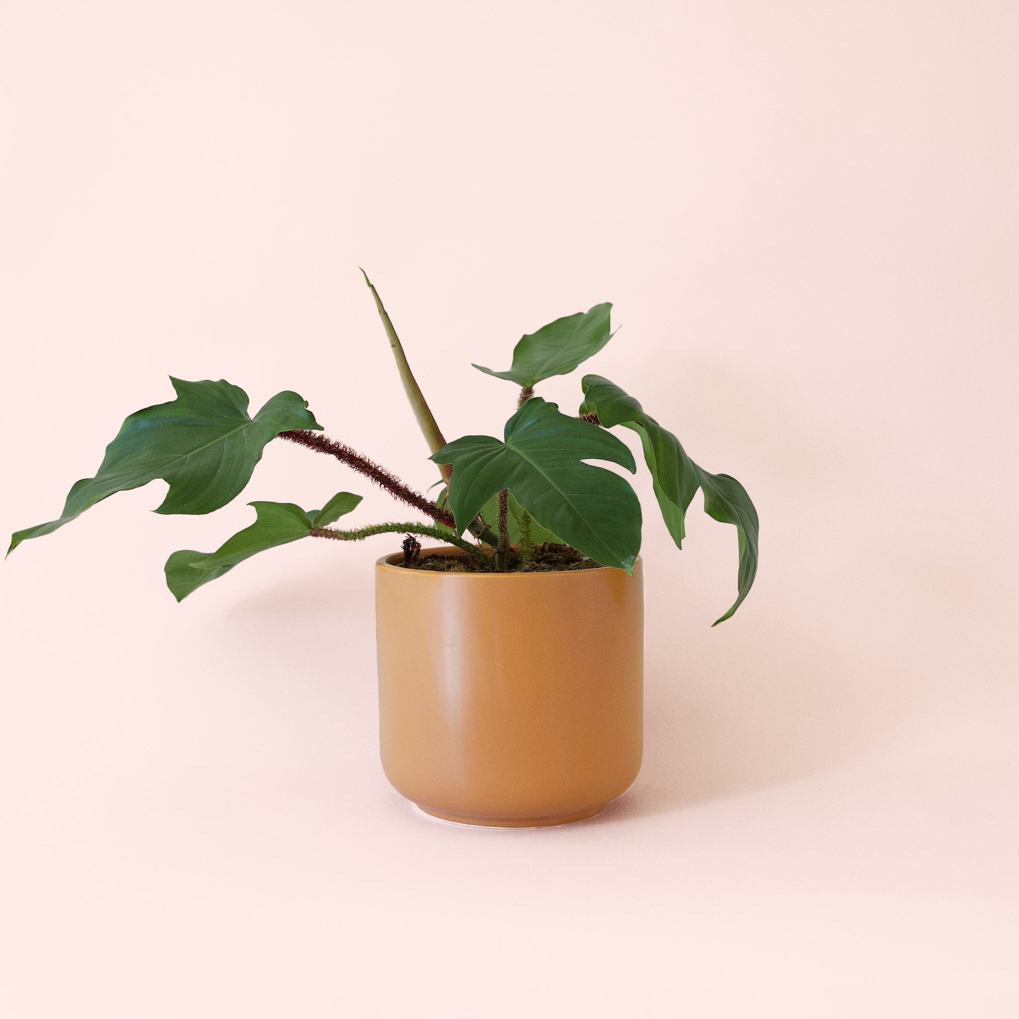 Philodendron | Squamiferum