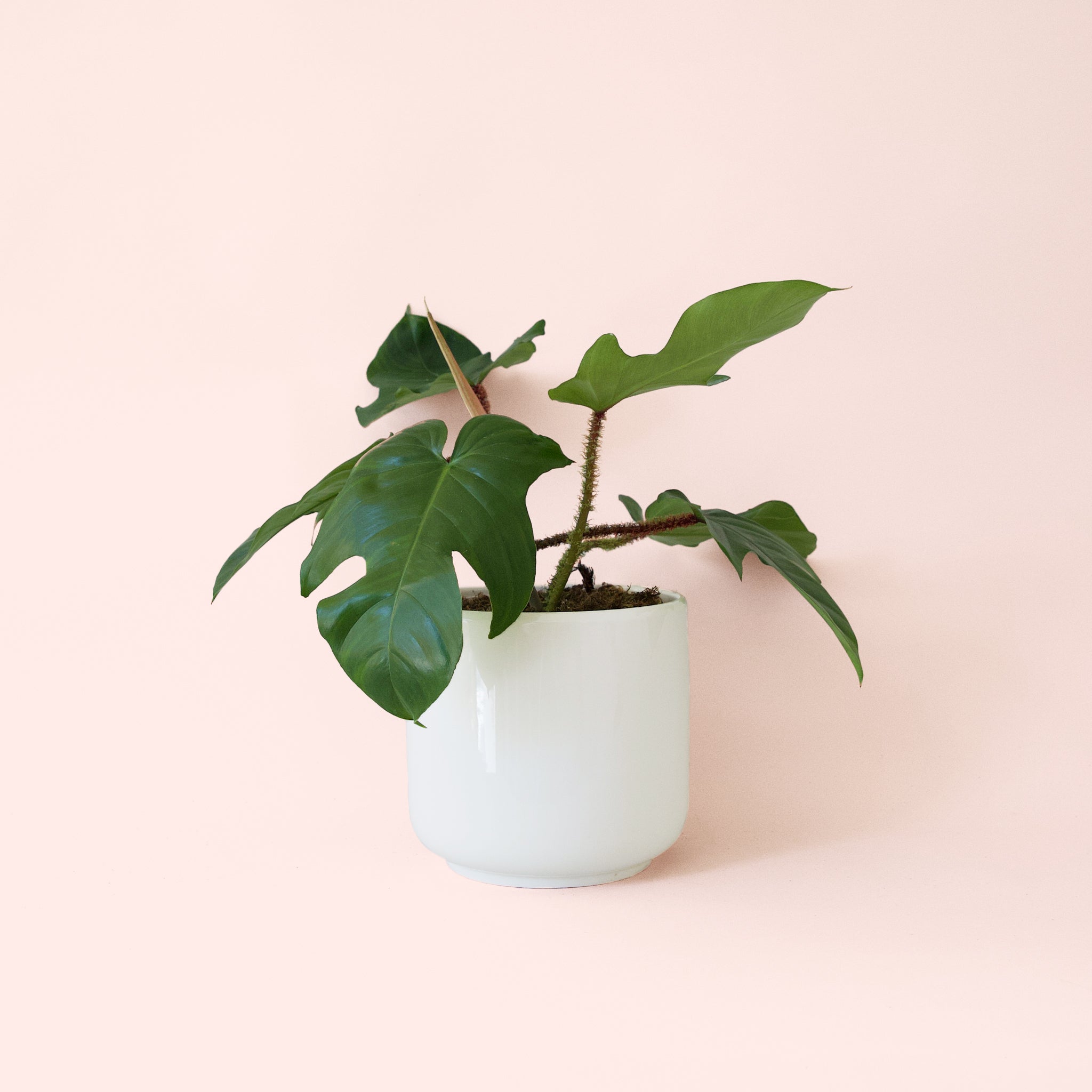 Philodendron | Squamiferum