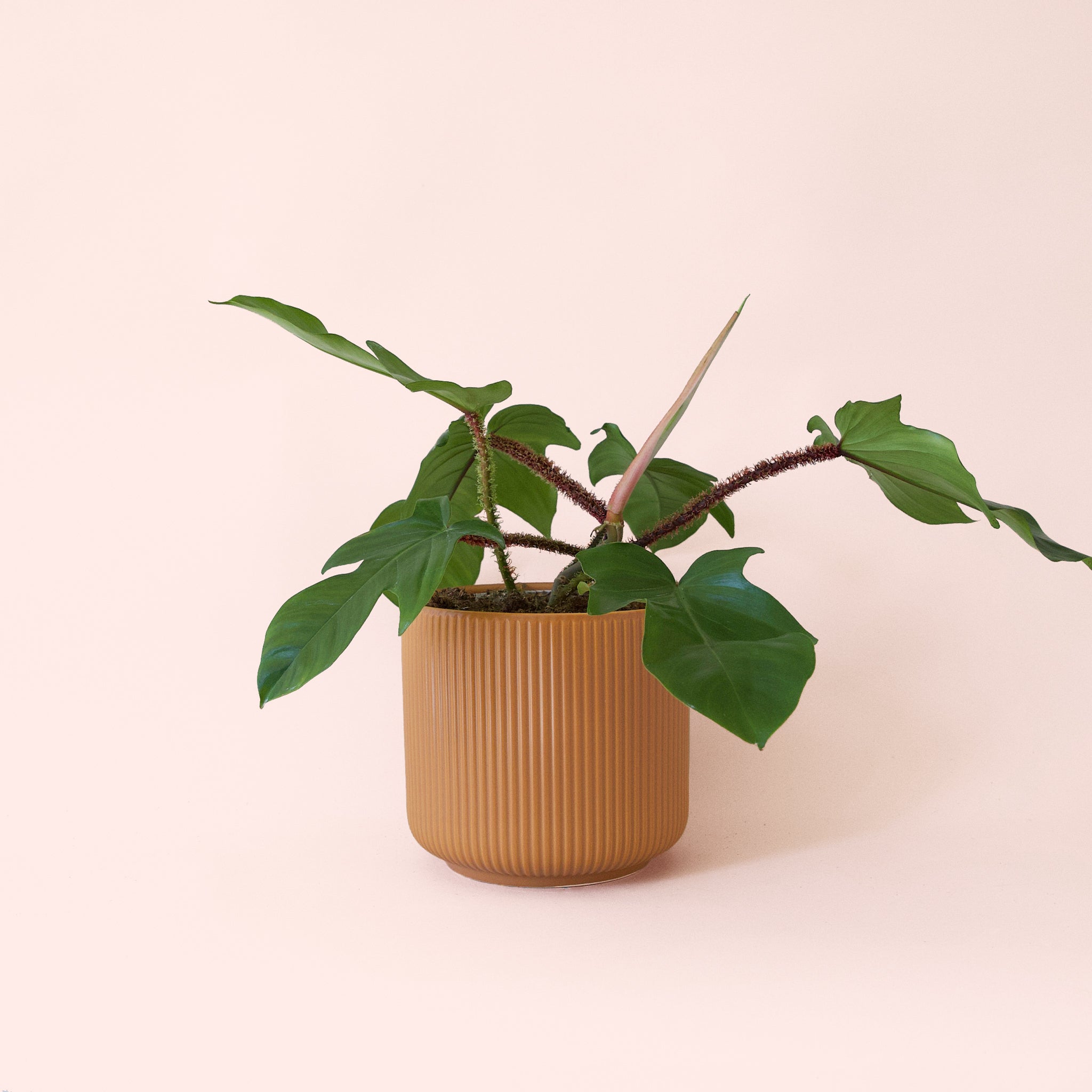 Philodendron | Squamiferum