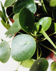 This is a close up picture of a green pilea peperomioide. The leaves are dark green circles with a small yellow dot in the top middle.