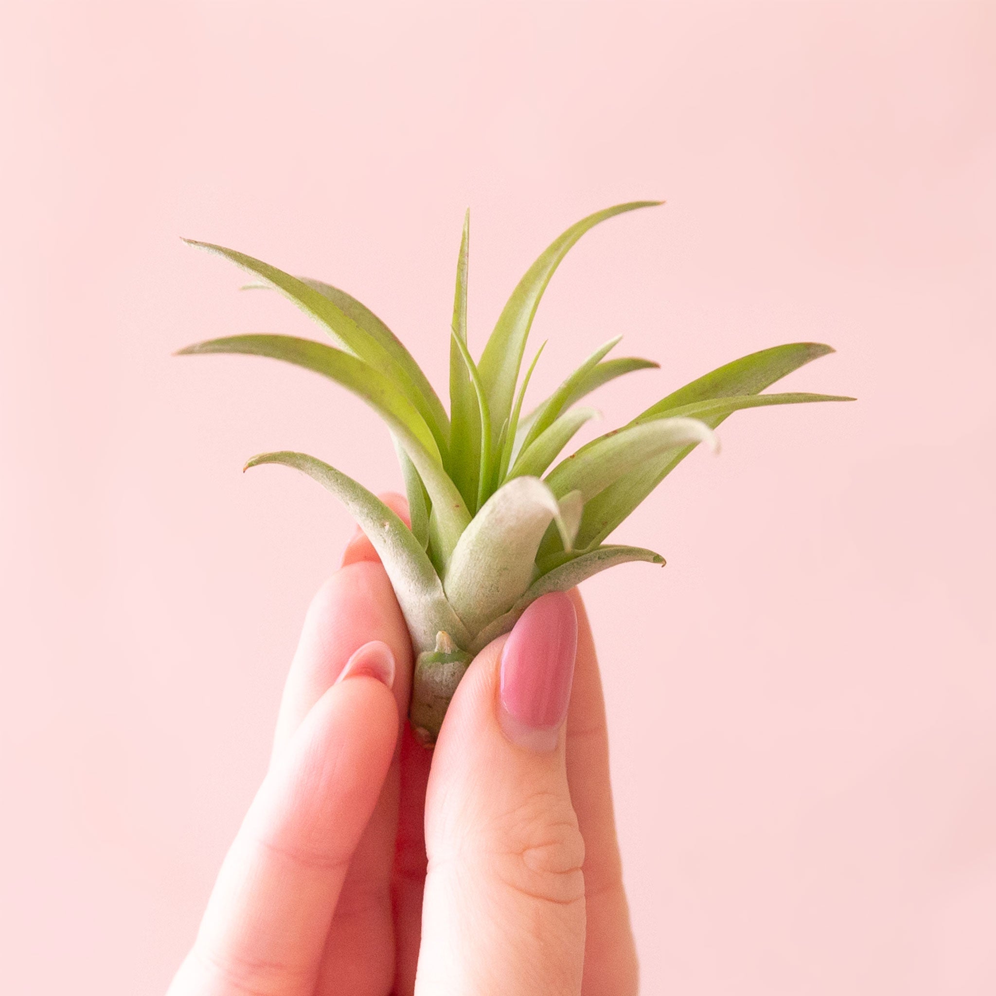 Air Plant outlets Tillandsia 'Brachycaulos' 100pc