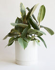 On a white background is a Ficus Rubber Plant Tineke in a white ceramic planter that is not included with purchase.