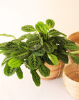 a lush green plant with shades of green to lime green featuring a striped patten on its leaves. it sits in a woven basket.