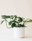 a plant with long dark green leaves sits in a white pot