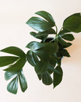 bird's eye view of a plant with long dark green leaves