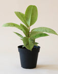 On a cream background is a Ficus Shiverieana with green leaves.