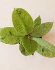 n a cream background is a Ficus Shiverieana with green leaves and photographed in a white ceramic planter