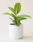 n a cream background is a Ficus Shiverieana with green leaves and photographed in a white ceramic planter