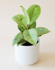 n a cream background is a Ficus Shiverieana with green leaves and photographed in a white ceramic planter